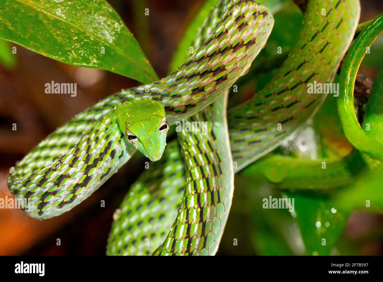 Serpente di vine verde, serpente di frusta dal naso lungo, Ahaetulla nasuta, Sinharaja National Park Rain Forest, Sito Patrimonio dell'Umanità, UNESCO, Bioreserve, Sri Lanka, Come Foto Stock