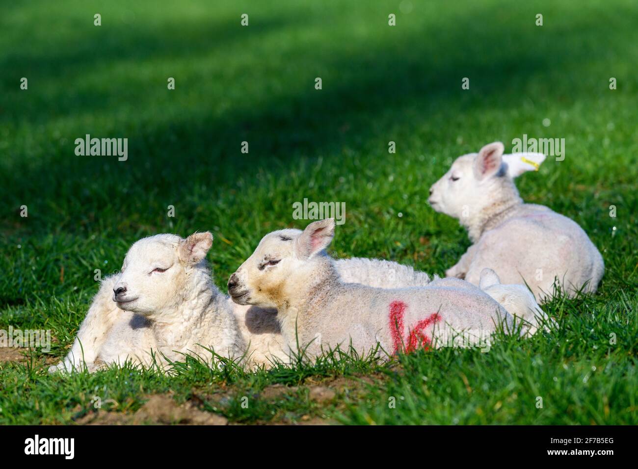Agnelli in un campo verde in Springtime Foto Stock