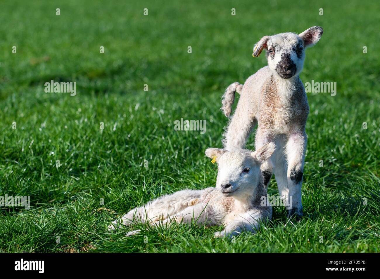 Agnelli in un campo verde in Springtime Foto Stock