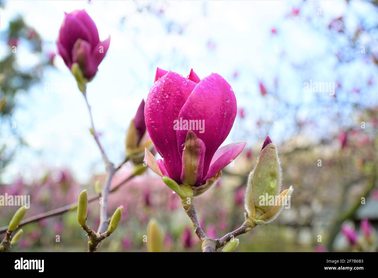 La Magnolia fiorisce durante la primavera nel giardino giapponese Satagaya di Vienna (Austria) Foto Stock