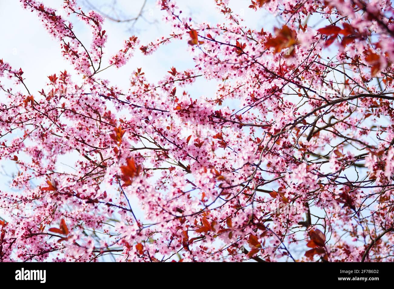 Primavera a Vienna - fioritura dei ciliegi nei parchi austriaci Foto Stock