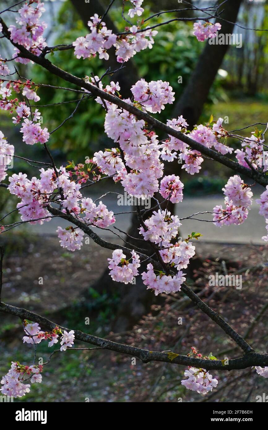 Primavera a Vienna - fioritura dei ciliegi nei parchi austriaci Foto Stock