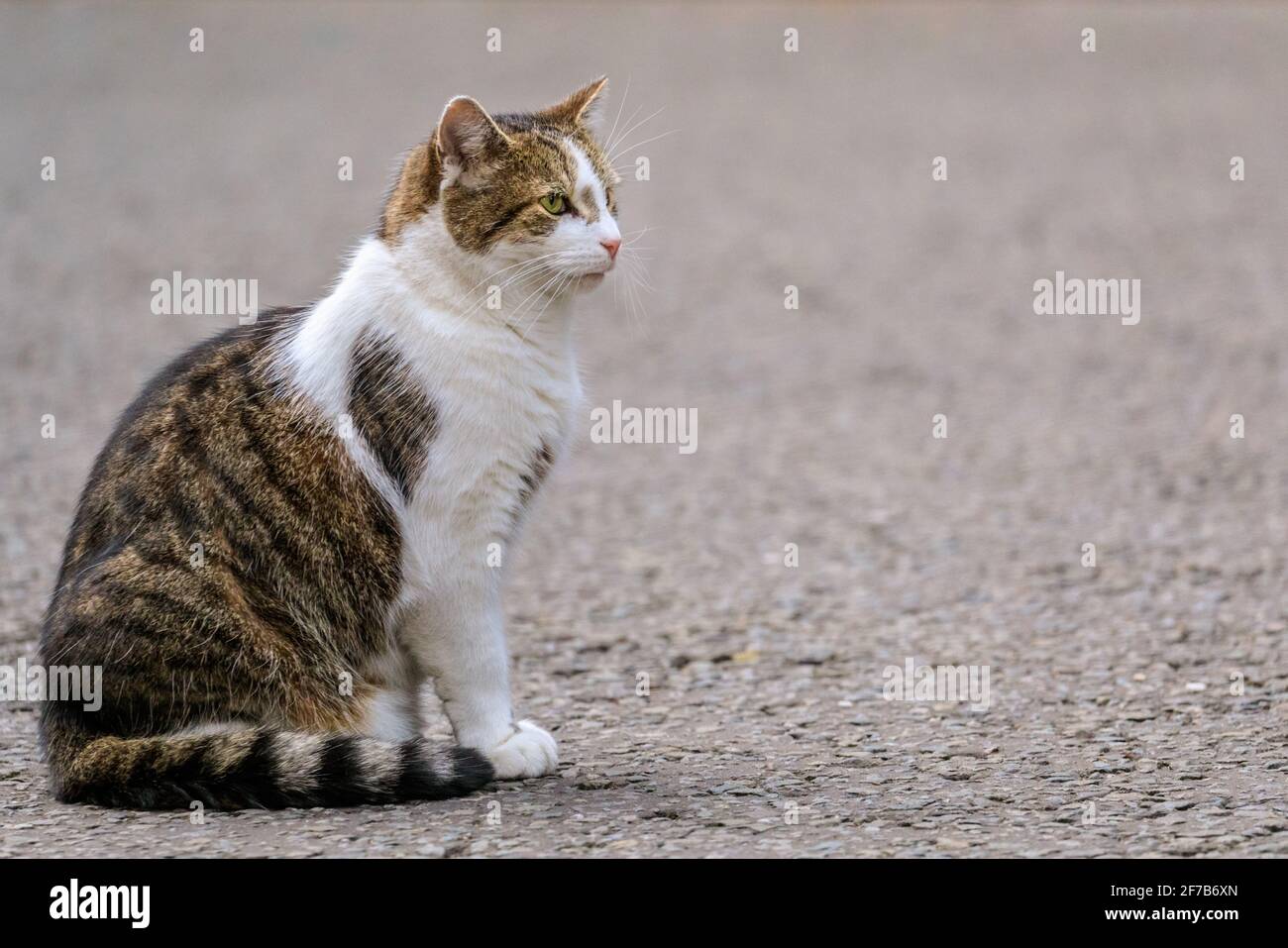 Larry il gatto, famoso felino residente di 10 Downing Street e capo Mouser al Gabinetto Office, ritratto seduta, Londra, Inghilterra Foto Stock