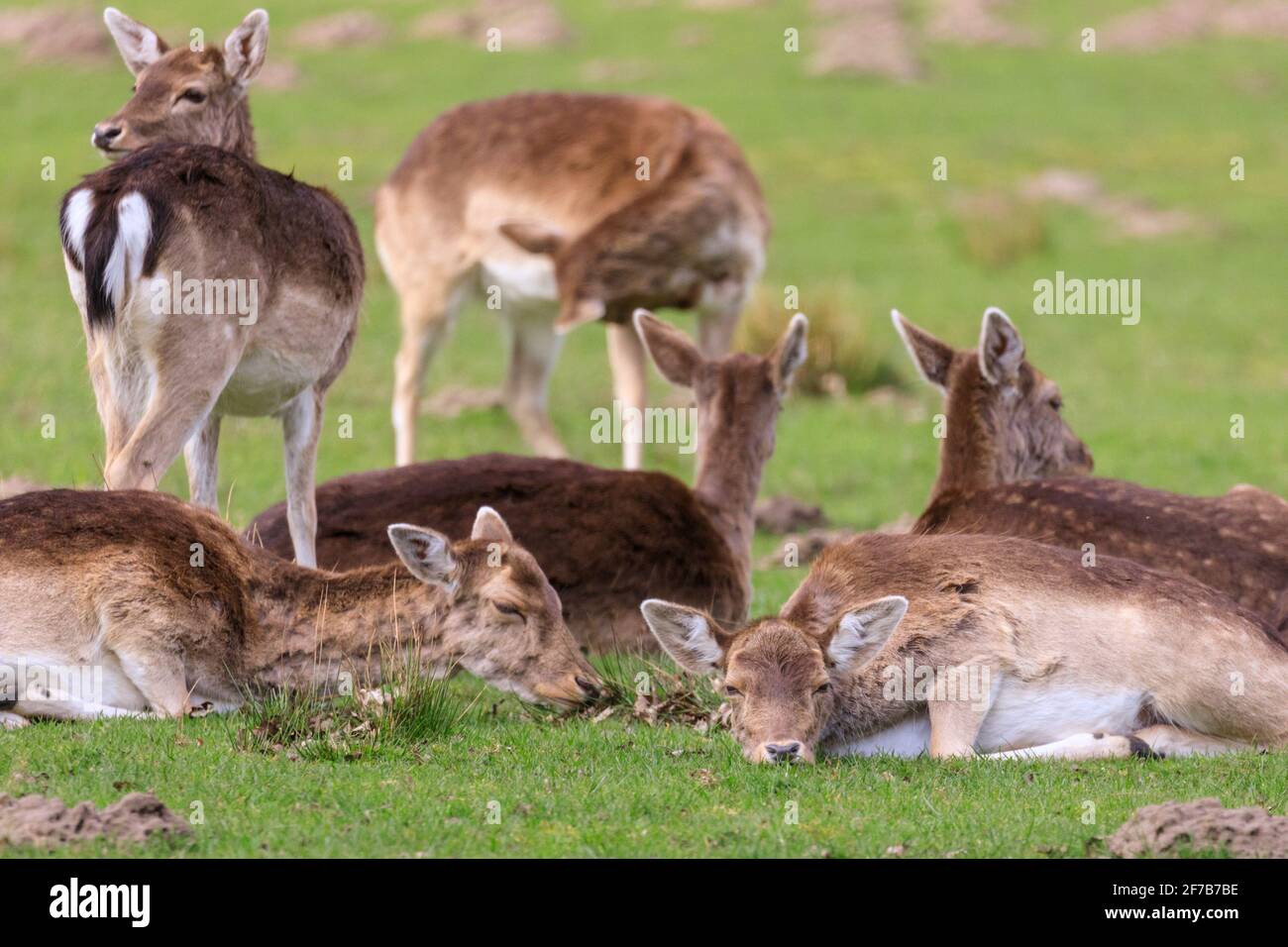 Capriolo (dama dama) femmine (doe), che riposano in erba, Germania Foto Stock