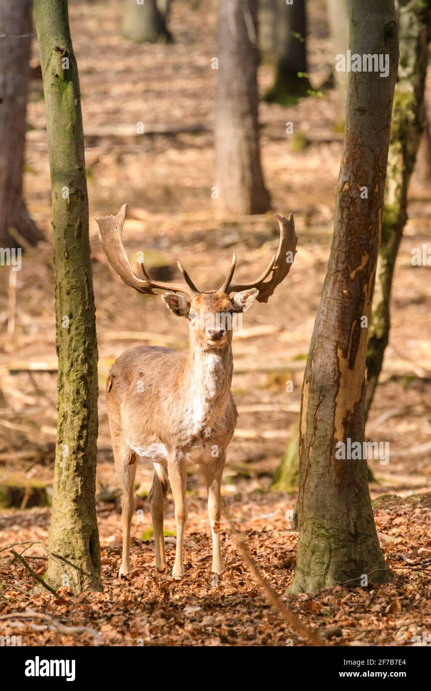 Daino (dama dama) buck (maschio) nella foresta, Germania Foto Stock