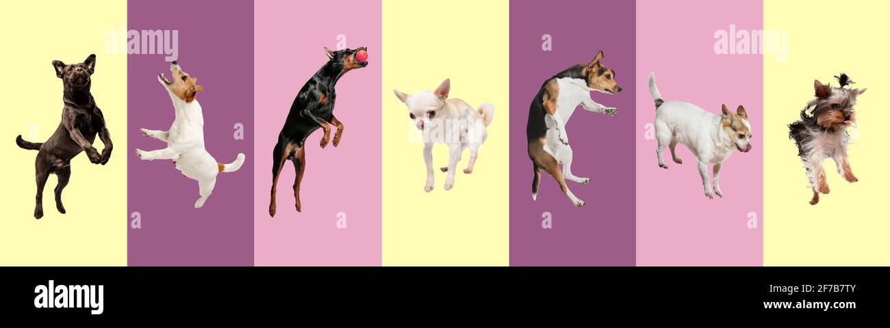 Collage creativo di sette razze diverse di cani. Volantino per l'annuncio. Foto Stock