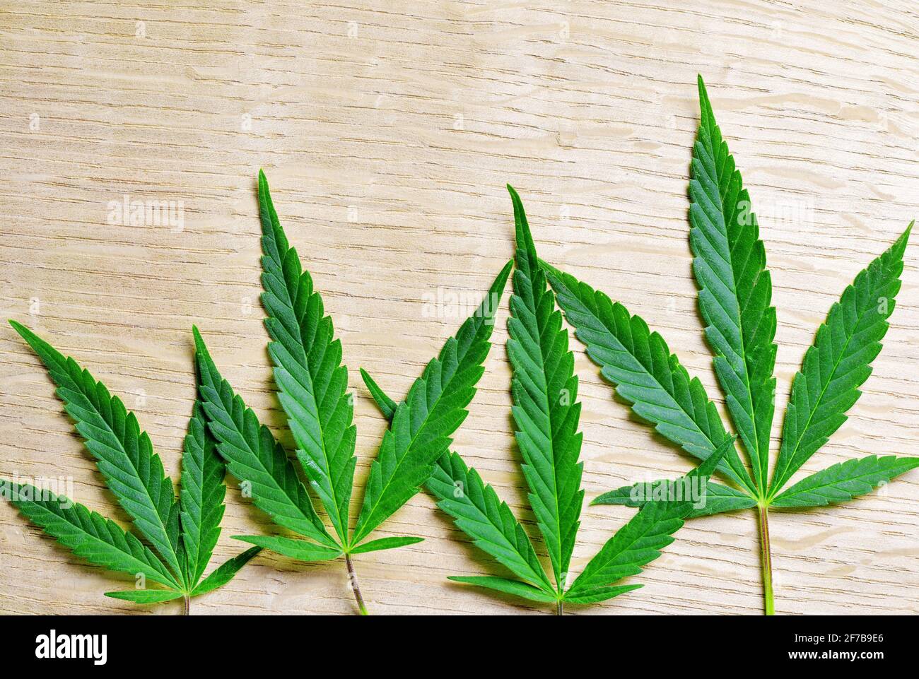 Foglia di cannabis, marijuana su sfondo di legno. Foto Stock