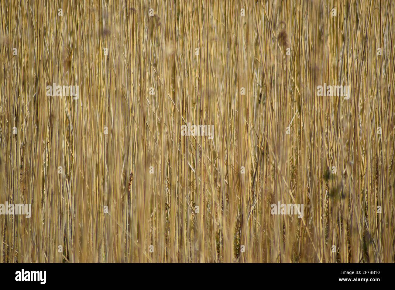 Reeds background Texture n.2 Foto Stock