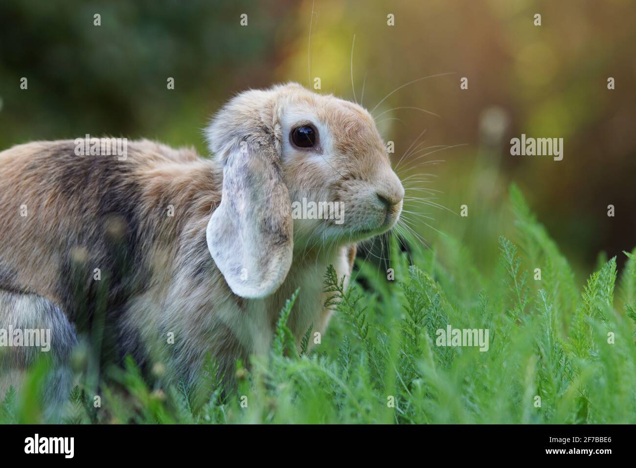 ritratto di coniglio di ariete nano allevato lop in prato Foto Stock