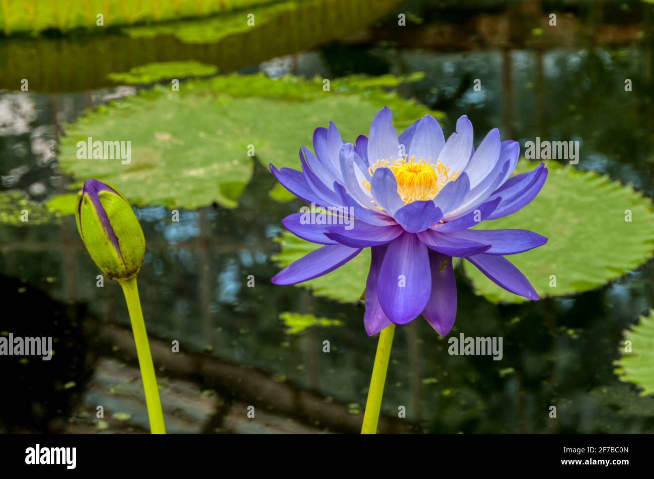 Nymphaea ‘Giglio d'acqua del Blues di Kew, in fiore e boccioli. Foto Stock