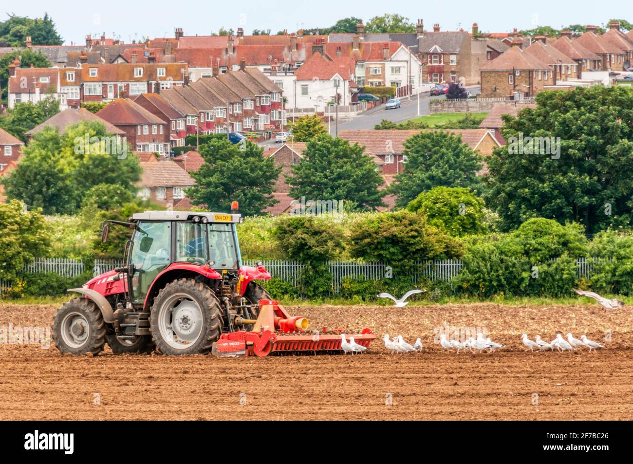Gabbiani che seguono un trattore Massey Ferguson che traina un erpice Kuhn HR 3003 su terreni agricoli urbani ai margini di Margate in Kent. Foto Stock