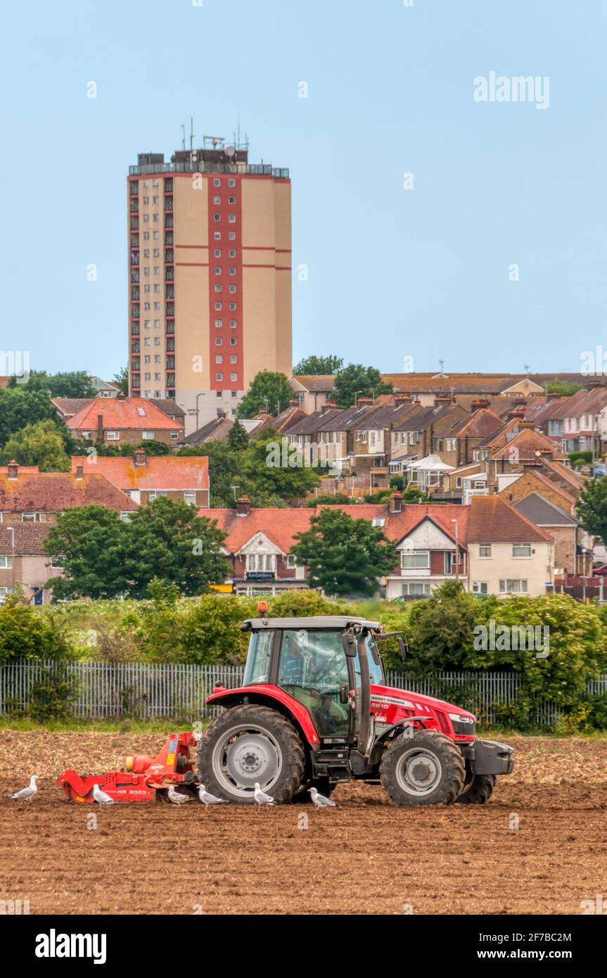 Gabbiani che seguono un trattore Massey Ferguson che traina un erpice Kuhn HR 3003 su terreni agricoli urbani ai margini di Margate in Kent. Foto Stock