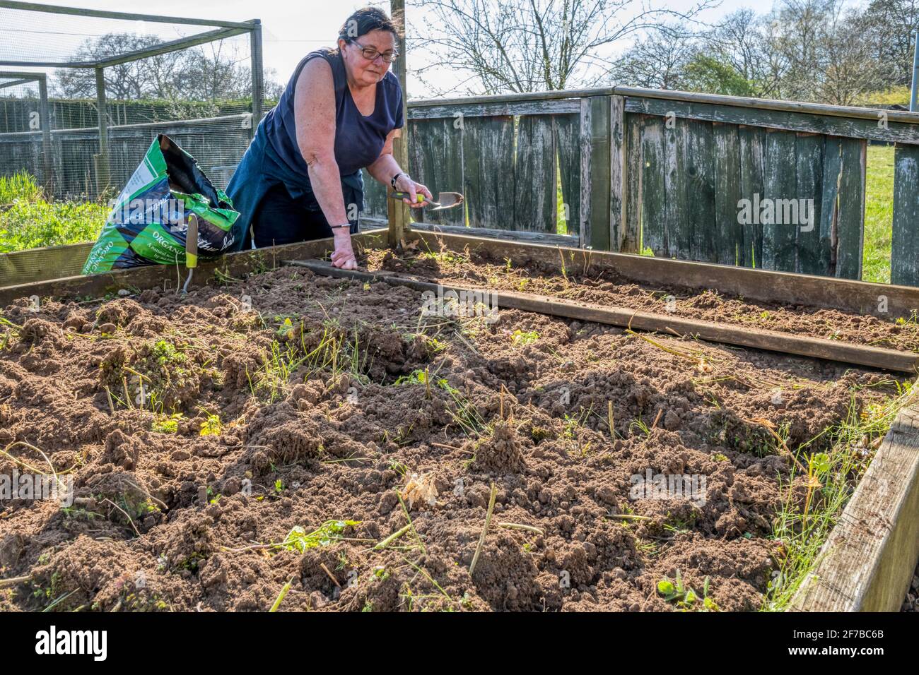 Donna che lavora in giardino, preparandosi a piantare patate da semina in un letto rialzato. Foto Stock
