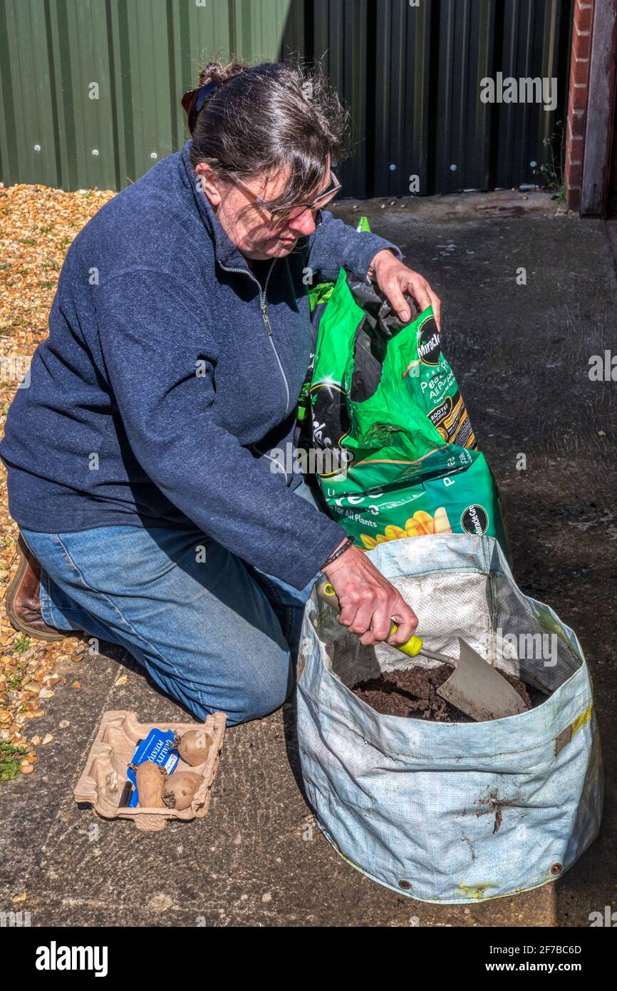 Donna che lavora in giardino, piantando fuori le patate di semina di Charlotte in un contenitore di plastica. Contenitore di patate coltivate. Foto Stock
