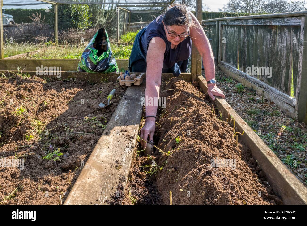 Donna che lavora in giardino, piantando fuori le patate di semina di Charlotte in un letto rialzato. Foto Stock