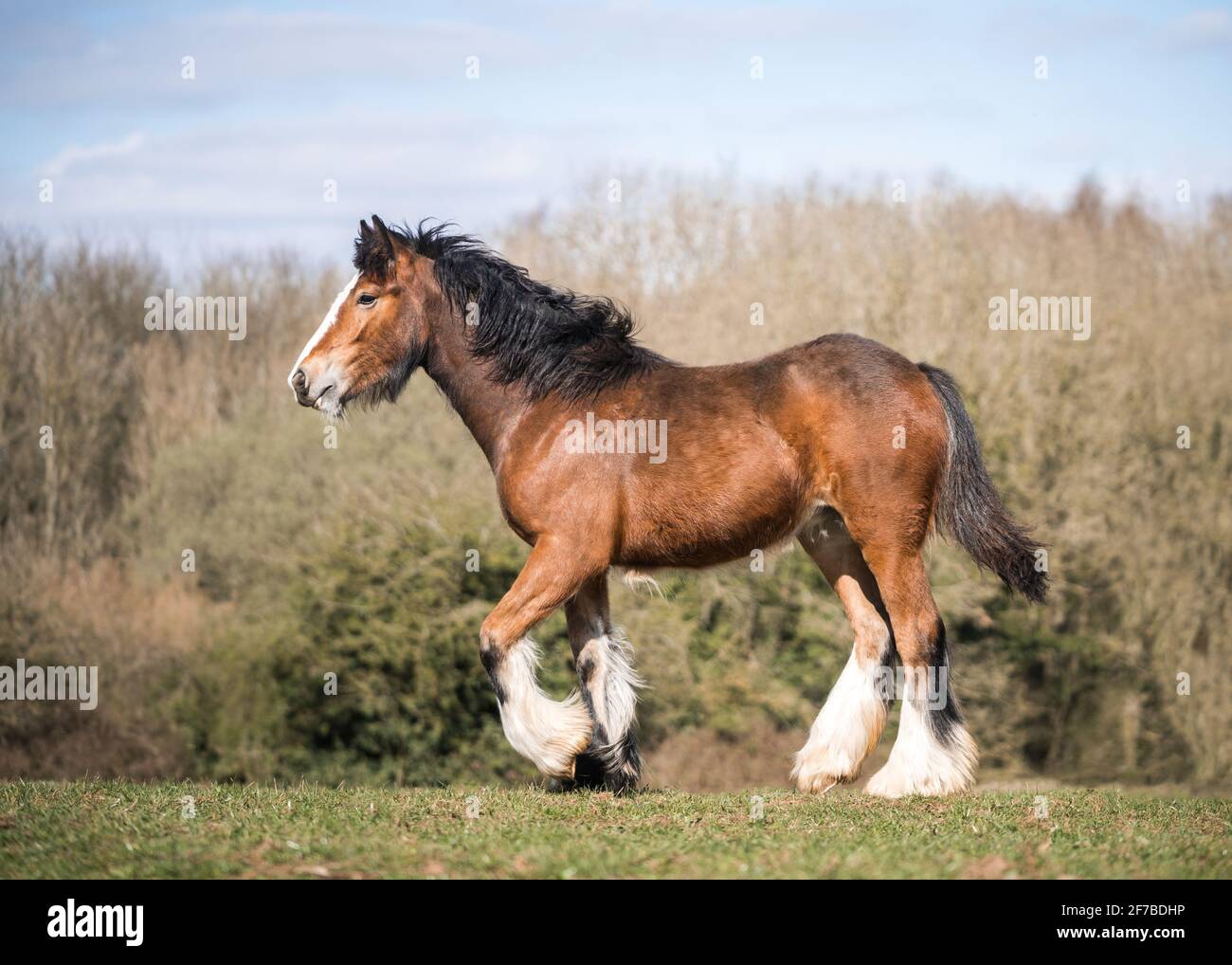 Grande forte giovane baia irlandese gypsey cob shire cavallo foal in piedi orgoglioso in sole campagna paddock campo impostazione cielo blu e verde erba. Foto Stock