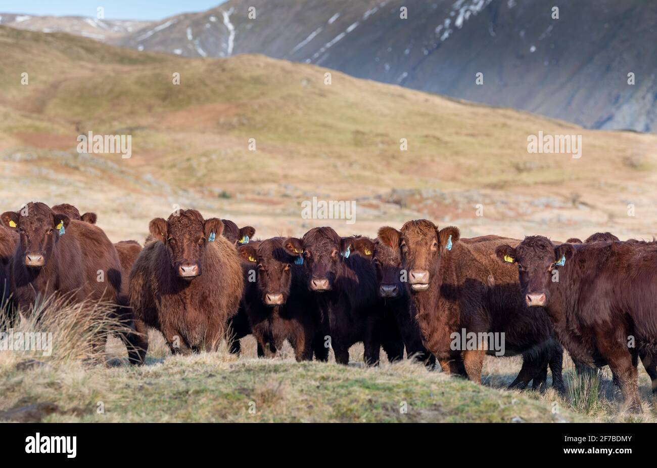 Mandria di bestiame Luing fuori sul pascolo invernale su una brughiera di montagna nel Distretto Inglese del Lago, Regno Unito. Foto Stock