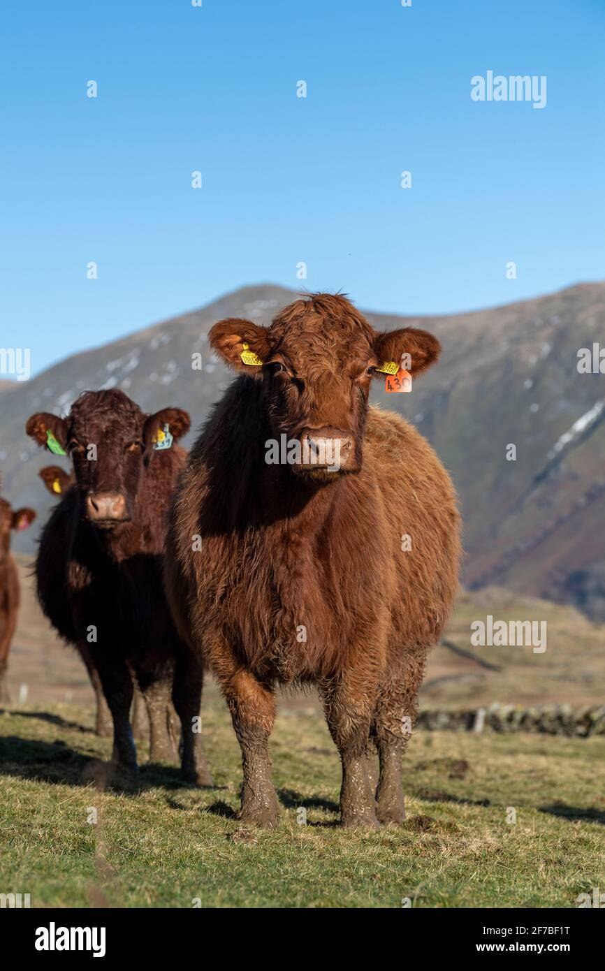 Mandria di bestiame Luing fuori sul pascolo invernale su una brughiera di montagna nel Distretto Inglese del Lago, Regno Unito. Foto Stock