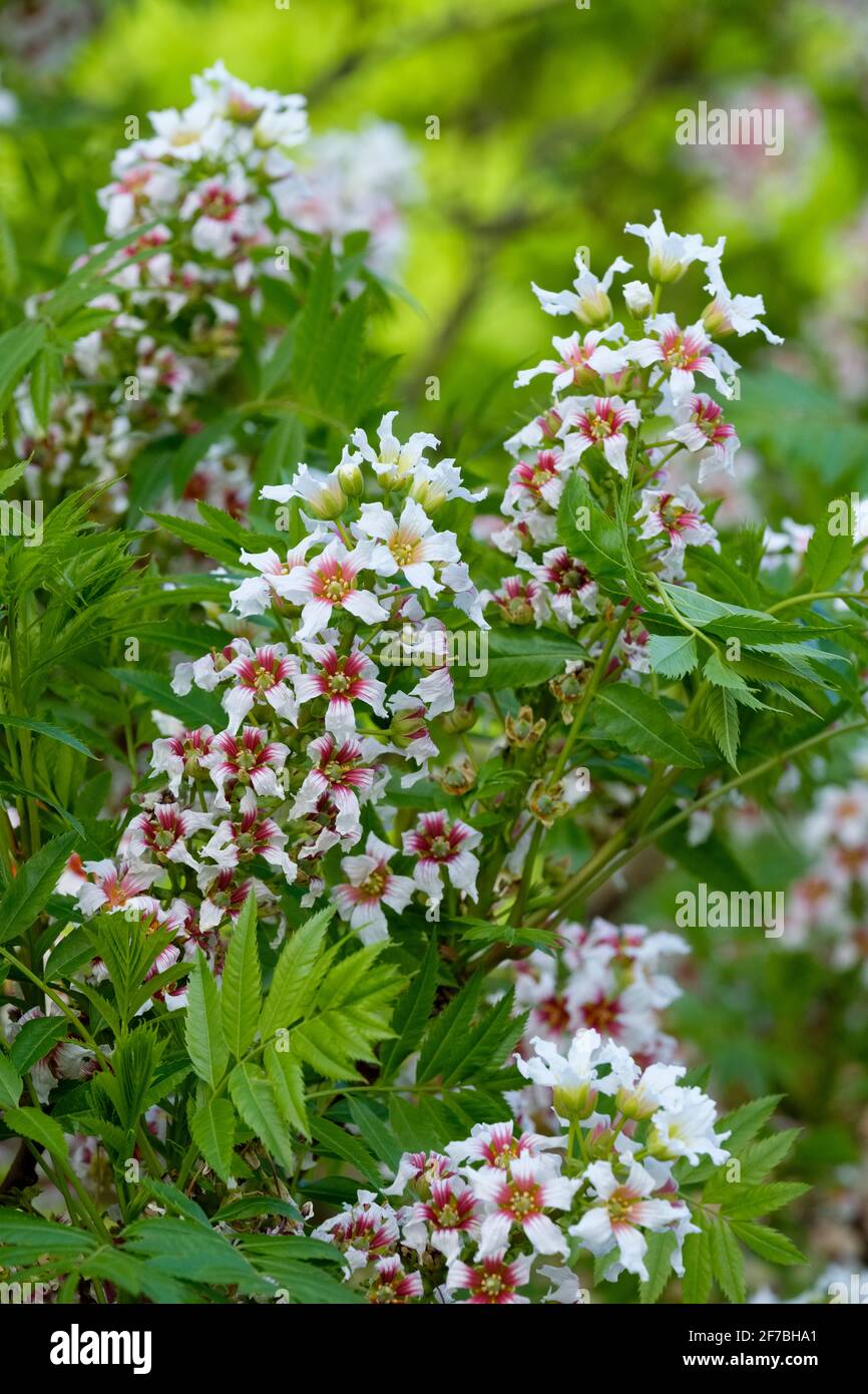 Xanthoceras sorbifolium, comunemente chiamato yellowhorn. Foglia luccicante yellowhorn, goldenhorn, o Chinese Flowering castagne fiori bianchi, basi rosse Foto Stock