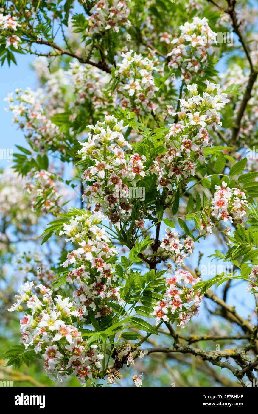 Xanthoceras sorbifolium, comunemente chiamato yellowhorn. Foglia luccicante yellowhorn, goldenhorn, o Chinese Flowering castagne fiori bianchi, basi rosse Foto Stock