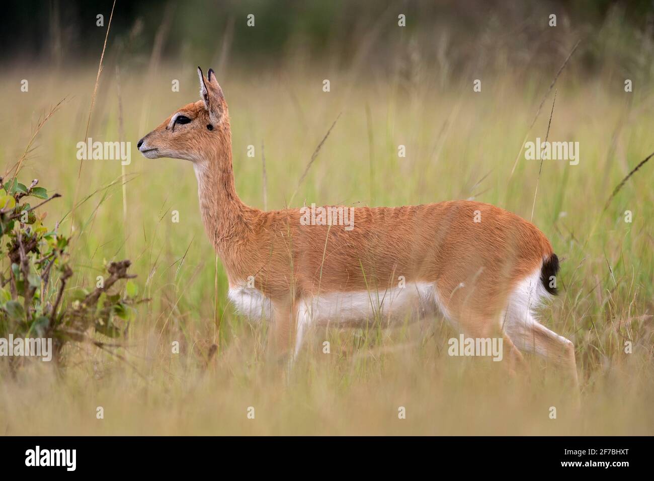 Oribi (Ourebia ourebi) femmina, Mlilwane gioco riserva, Eswatini Foto Stock