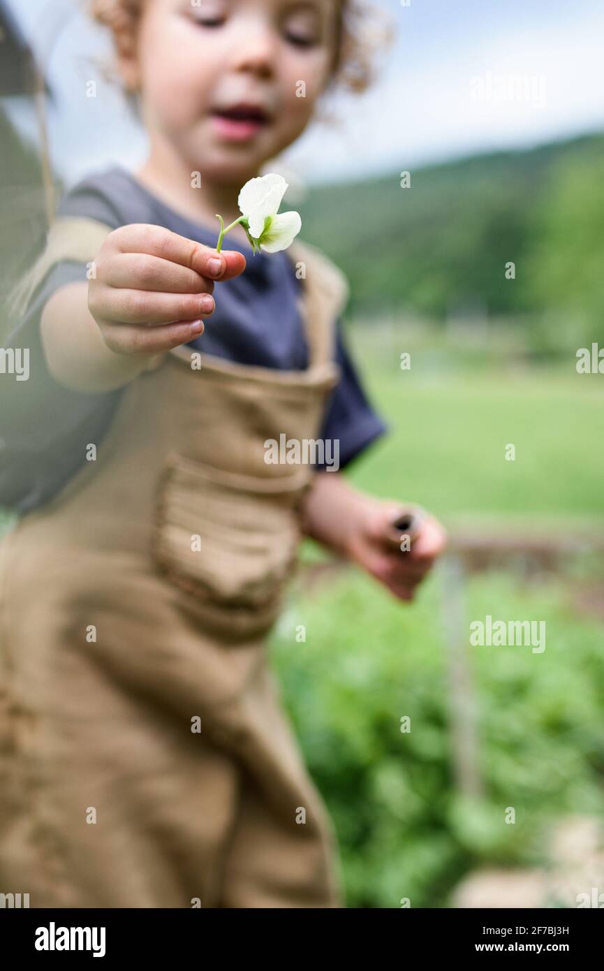 Ritratto di bambina che gioca in orto, stile di vita sostenibile. Foto Stock