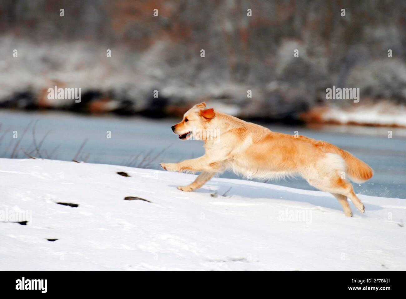 Golden Retriever (Canis lupus F. familiaris), che corre sulla riva innevata, in Austria Foto Stock