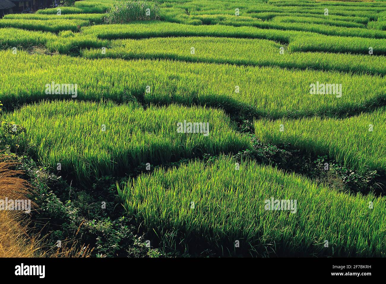Riso comune (Oryza sativa), campi di riso nella vasta valle di Arun nel distretto di Kosi del Nepal orientale, Nepal, Kosice, valle di Arun Foto Stock