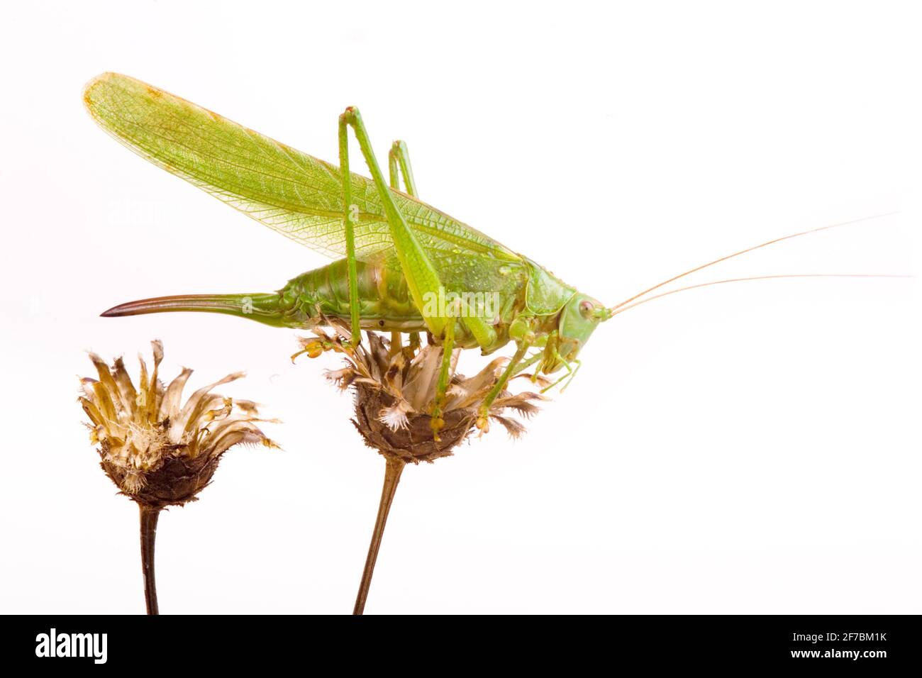 Great Green Bush-Cricket, Green Bush-Cricket (Tettigonia viridissima), donna, studio fotografico, Germania Foto Stock