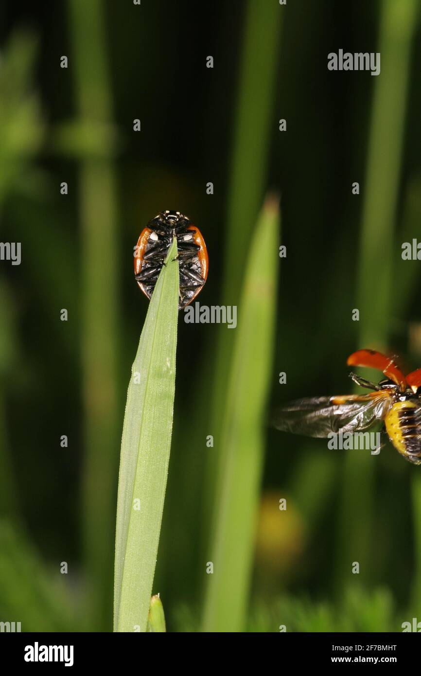 Sette-spot ladybird, sevenspot ladybird, 7-spot ladybird (Coccinella septempunctata), siede su una foglia, Austria Foto Stock