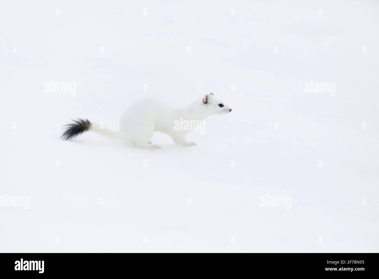 Ermine, stoat, zizzola a coda corta (Mustela erminea), con pelliccia invernale nella neve, Svizzera Foto Stock