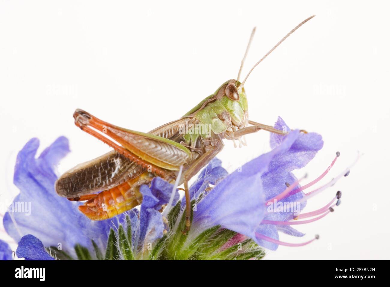 Gracshopper alato a strisce, gracshopper foderato (Stenobothrus lineatus), siede su un fiore, fotografia in studio, Germania Foto Stock