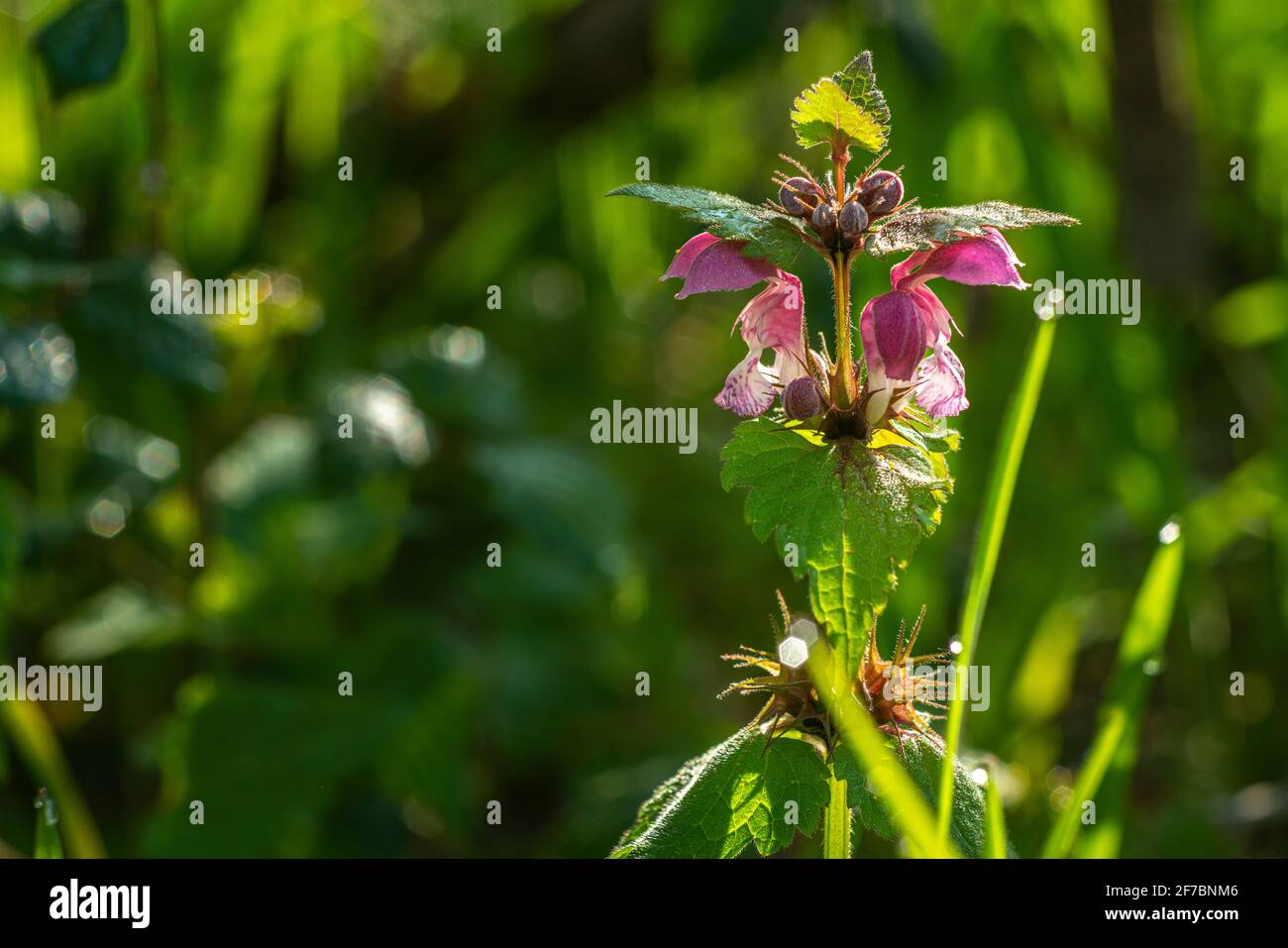Fotografia selettiva del fiore medicinale dell'ortica morta variegata, Lamium maculatum (L.) Abruzzo, Italia, Europa Foto Stock
