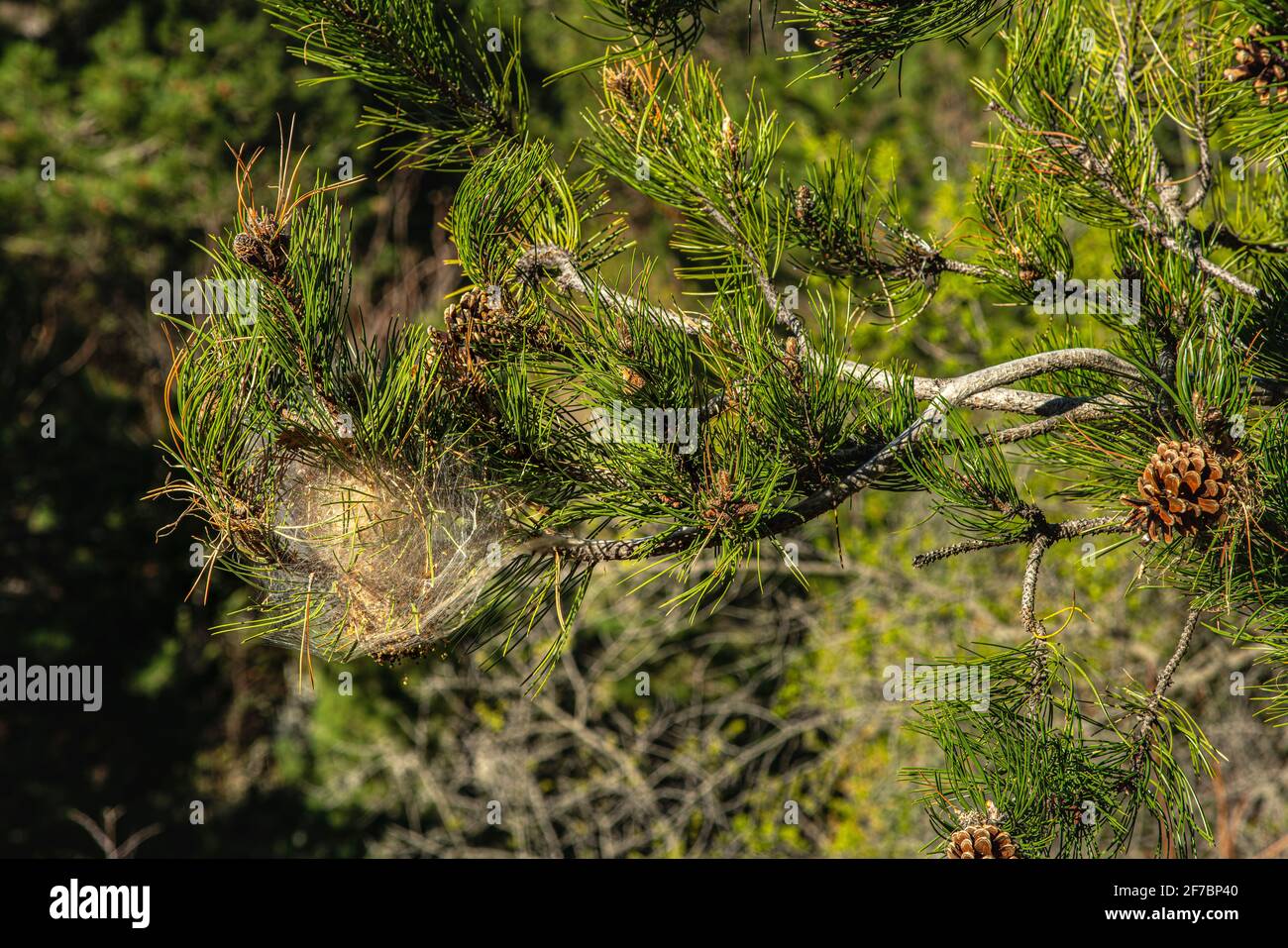 Particolare di un nido di processivo, Thaumetopea pityocampa, su un pino nero ancora vivo con aghi verdi e coni di pino. Abruzzo, Italia, europa Foto Stock