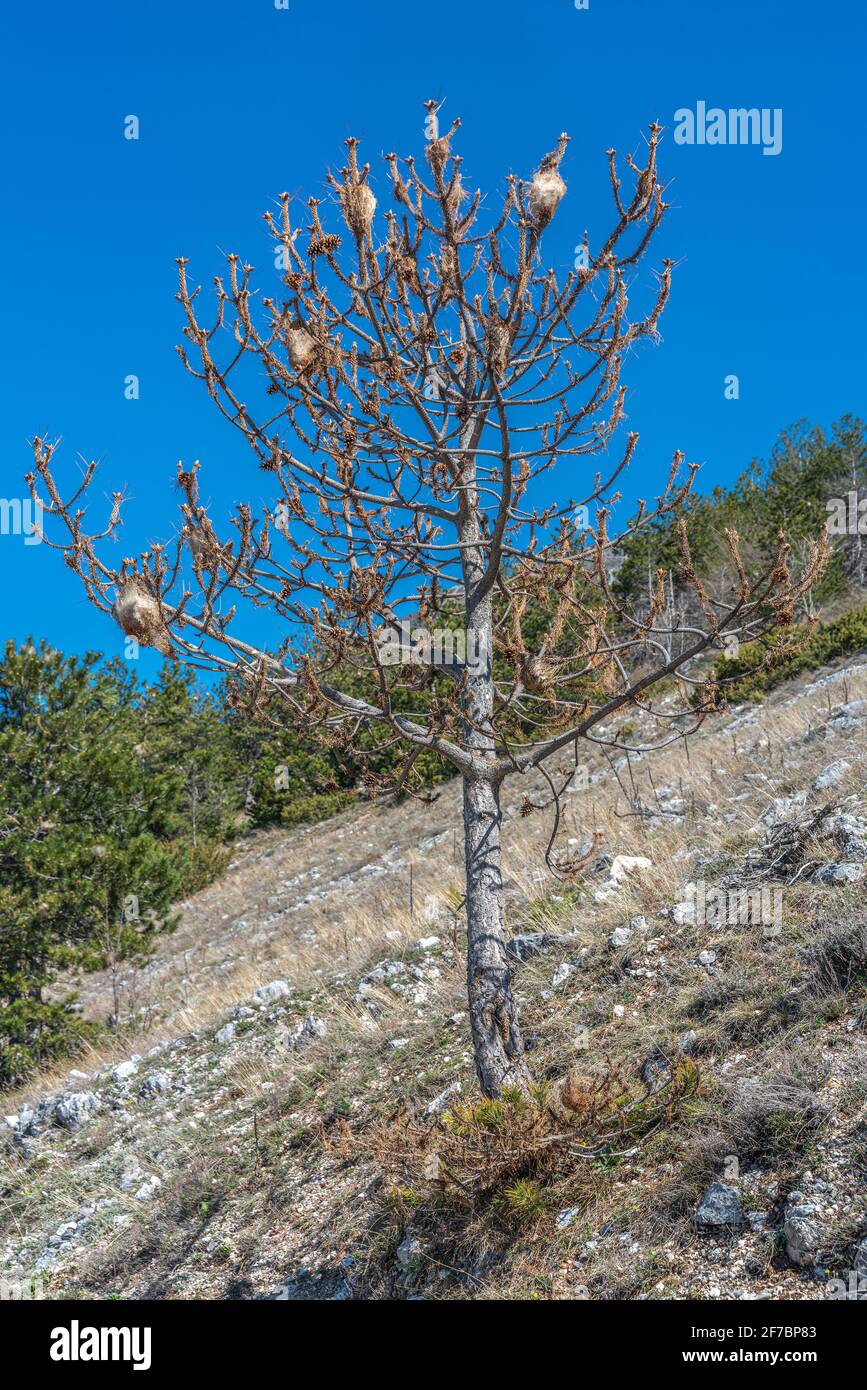 Pino morto con nidi processivi, Thaumetopea pityocampa, sul Monte Morrone in Abruzzo. Abruzzo, Italia, Europa Foto Stock