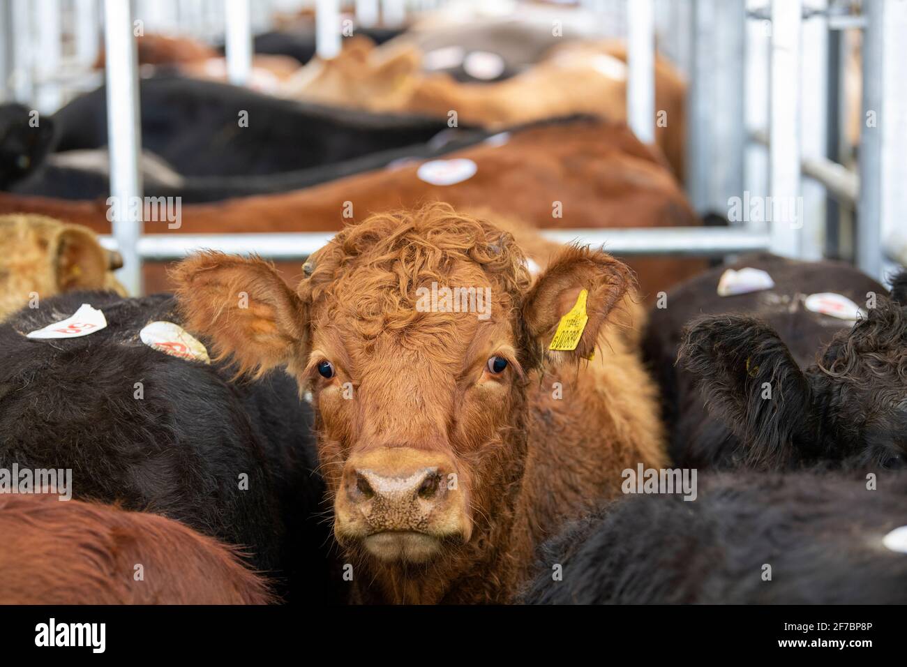 Bestiame in vendita presso un'asta Mart, Co. Durham, UK. Foto Stock
