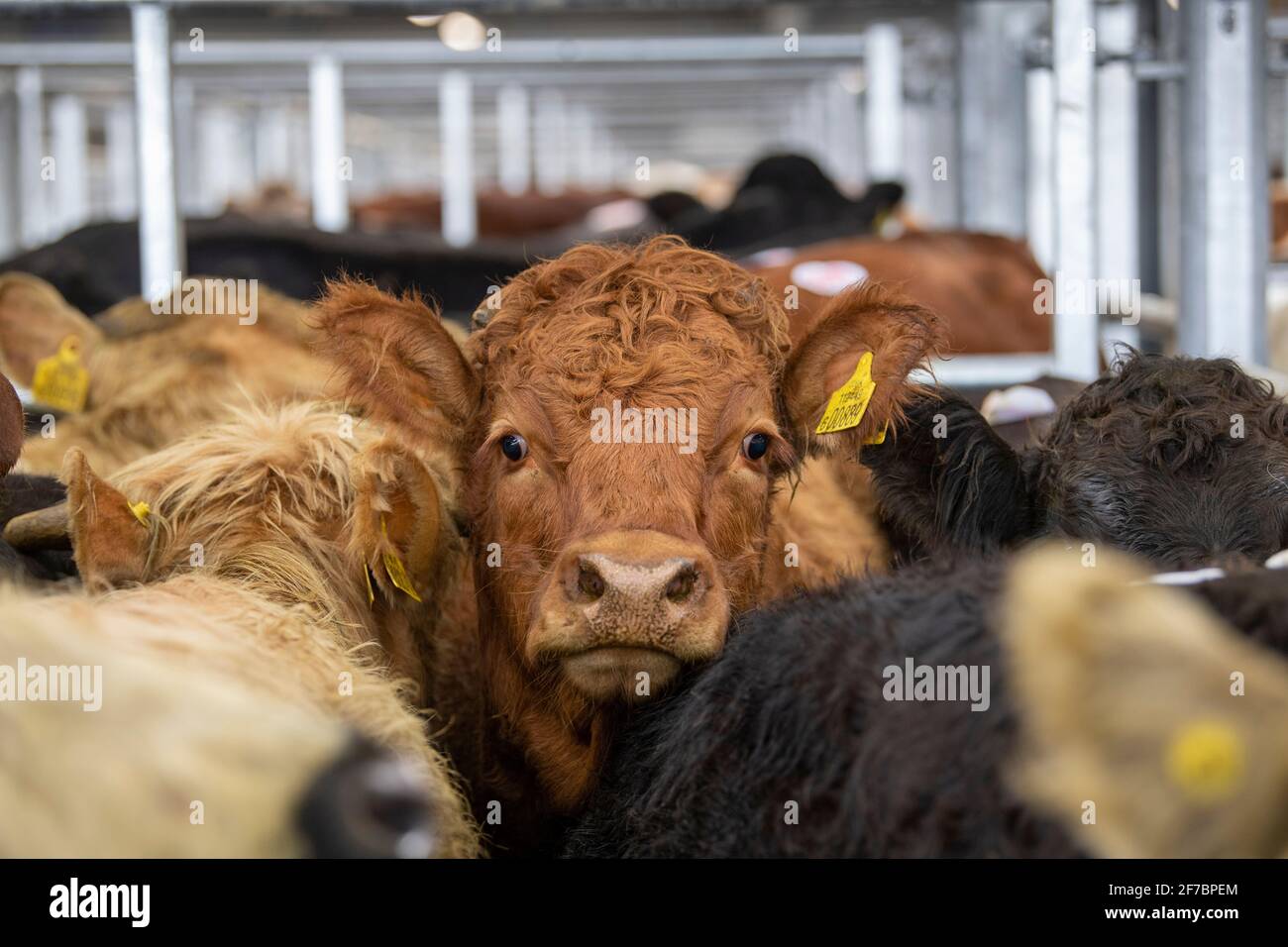 Bestiame in vendita presso un'asta Mart, Co. Durham, UK. Foto Stock