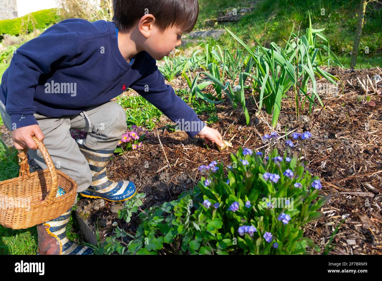 Bambino ragazzo 4 anni che tiene il cesto che raggiunge per Pasqua cioccolato Coniglio in giardino fiorito su caccia all'uovo Carmarthenshire Galles UK Gran Bretagna KATHY DEWITT Foto Stock