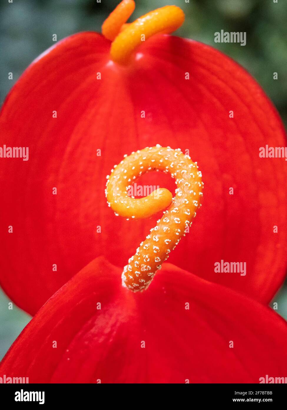 Primo piano di fiore rosso con pistil giallo Foto Stock