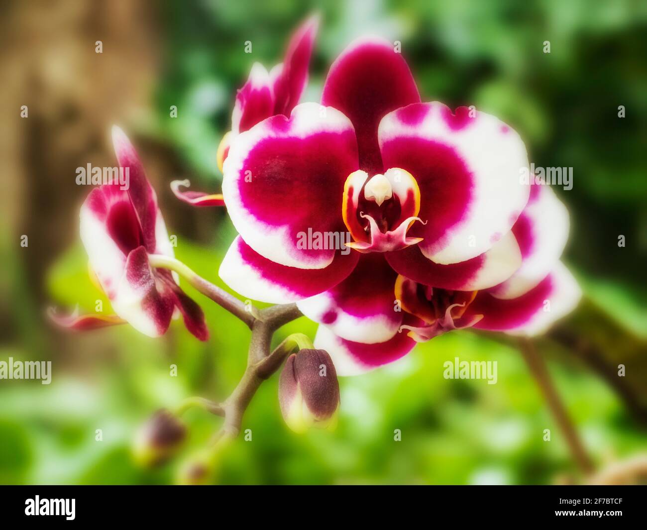 Primo piano di un'orchidea esotica nella serra Foto Stock