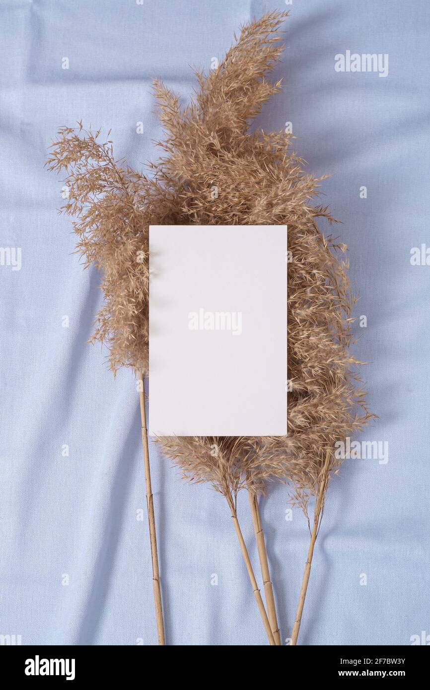Carta bianca bianca mockup di carte con pampas erba secca su tessuto di colore blu neutro Foto Stock