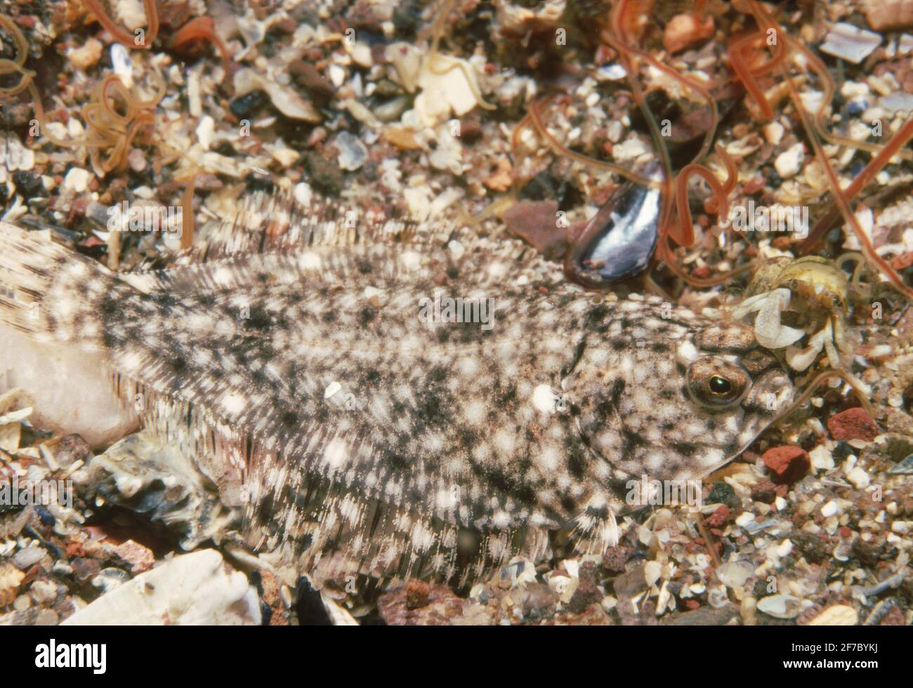 Passera di mare (Pleuronectes platessa) pesce giovane solo poche settimane dopo l'insediamento, Regno Unito. Foto Stock
