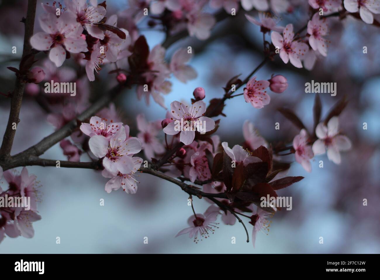 La primavera è qui! Foto Stock