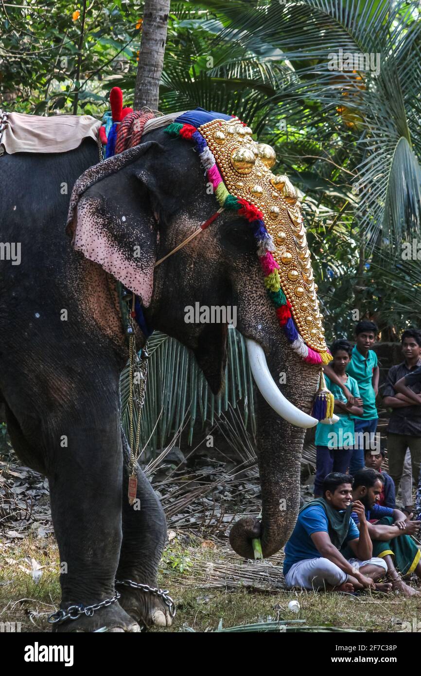 elefante nel festival tempio kerala Foto Stock