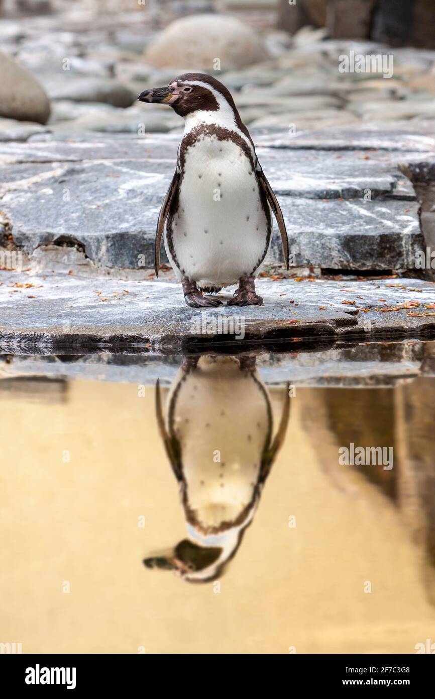 Pinguino in piedi sulla riva rocciosa con riflessione sull'acqua Foto Stock