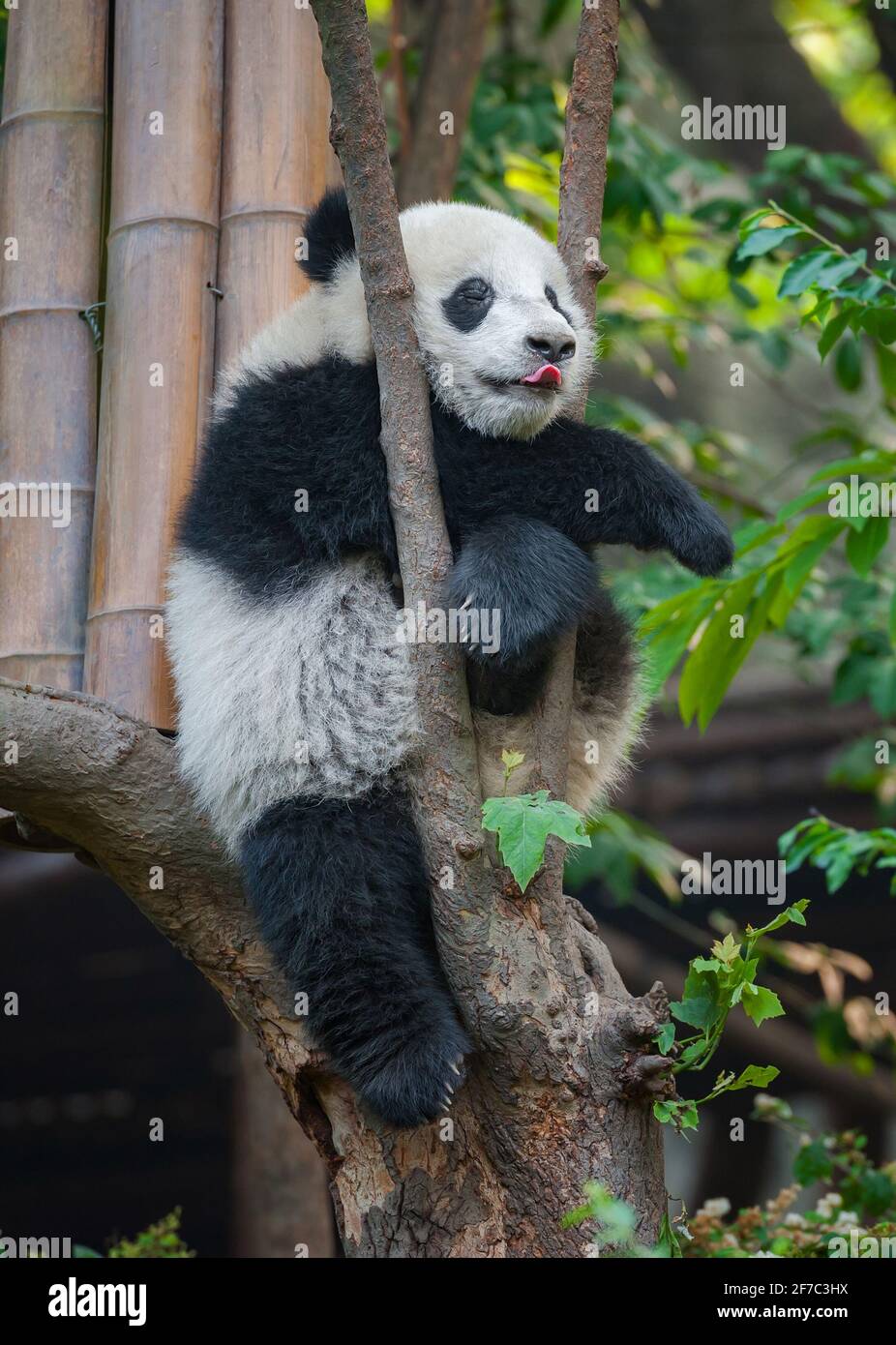 Carino orso panda che si stacca la lingua Foto Stock