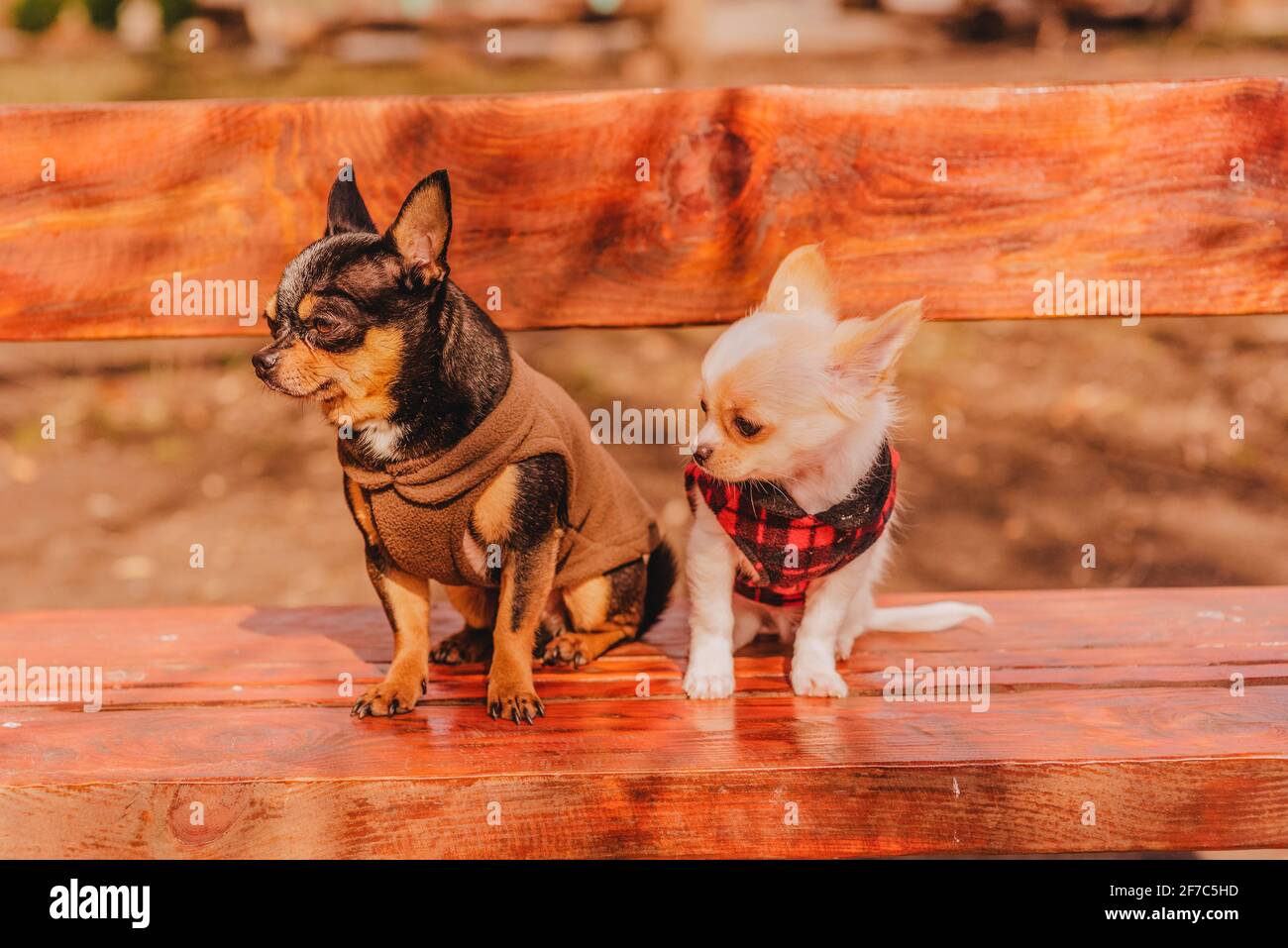 Due piccoli cani chihuahua su panchina. Animali domestici carini all'aperto. Due cani Chihuahua su una panchina in abiti. Foto Stock