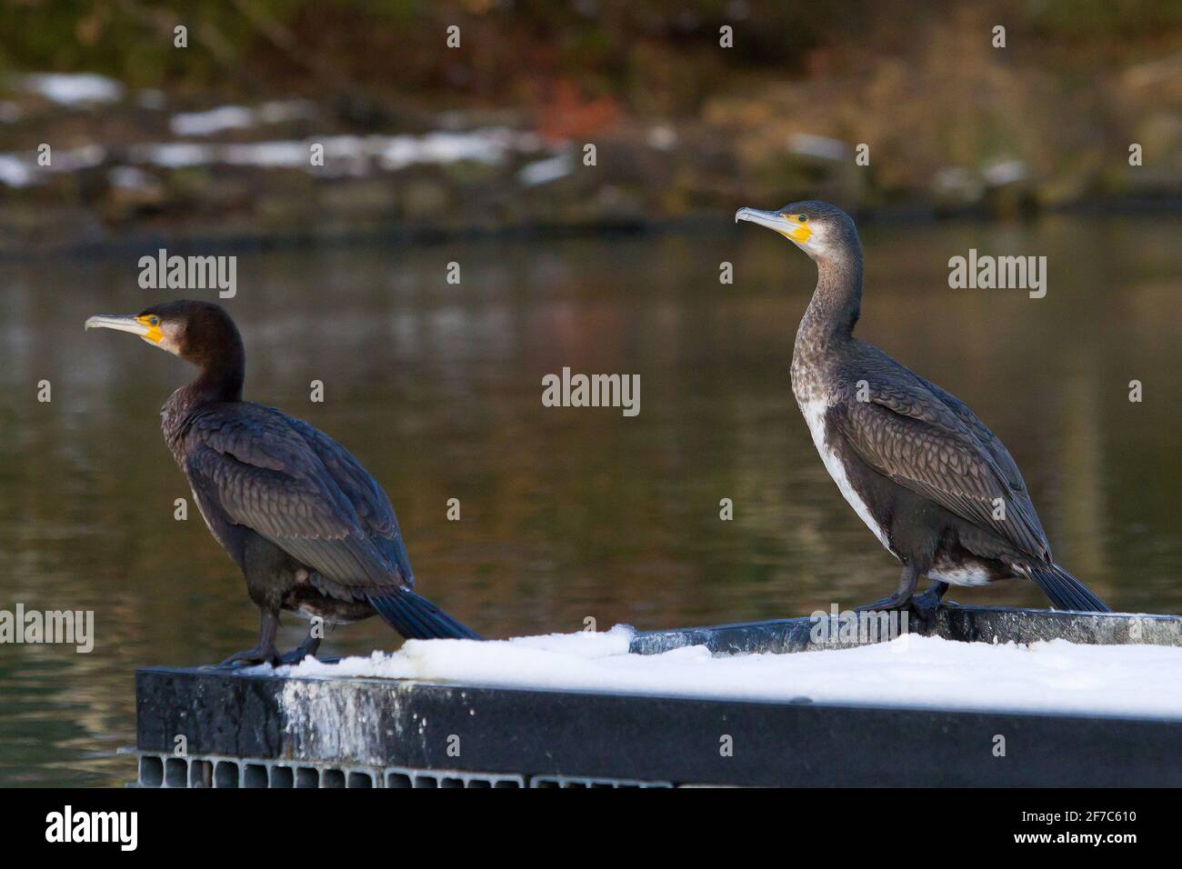 Cormorano sul lato delle acque Foto Stock