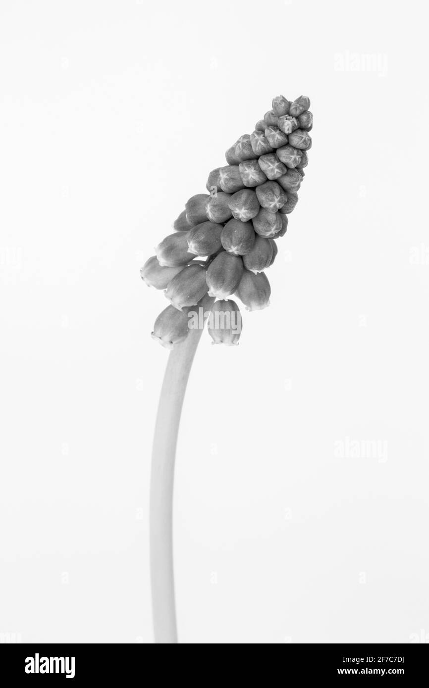 Immagine in bianco e nero di un giacinto d'uva Muscari contro uno sfondo bianco Foto Stock