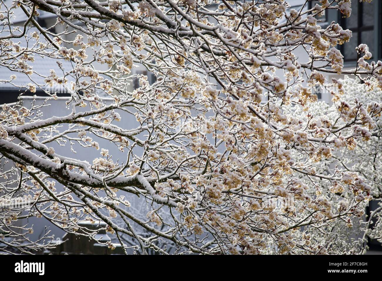 Neve su un albero di acero fiorito a Wetter sul fiume Ruhr il 6 aprile. 2021, Renania settentrionale-Vestfalia, Germania. Schnee auf einem bluehenden Ahorn in Foto Stock